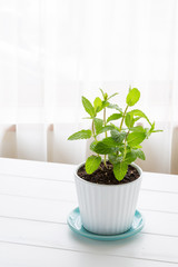 Potted spearmint - スペアミント