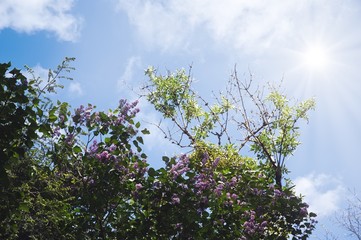 Blühende Strauch bei blauem Himmel und Sonnenschein