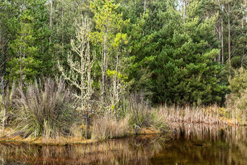 View of moss covered trees in native forest Tasmania