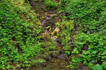 Naklejka na ściany i meble Kleiner Bach im Wald zwischen grünen Pflanzen und Sonnenstrahlen