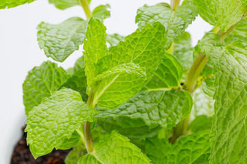 Potted spearmint - スペアミント