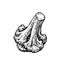 Ink sketch of cauliflower.