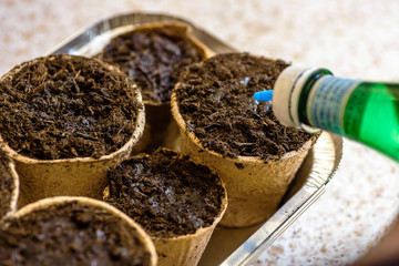 biodegradable seed pots with soil being poured with water from handmade bottle