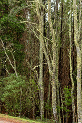 View of moss covered trees in native forest Tasmania