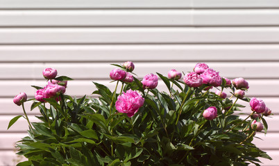 Bush of pink peonies on background of white wall of  house