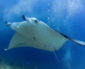 Manta Gigante