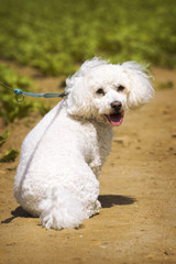 The cute white curly sitting dog / bichon on the pathway while walking
