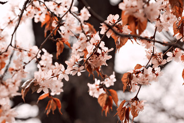 Blooming pink sakura in early spring