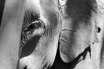 Elephant on black and white
