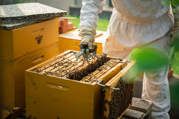 lève cadre de ruche d'abeilles