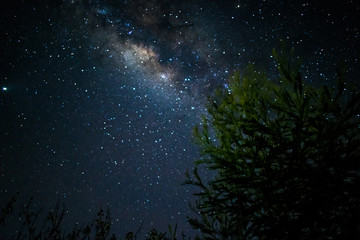 Fototapeta na wymiar Milky Way galaxy and starry night sky with a tree over Sri Lanka, Asia