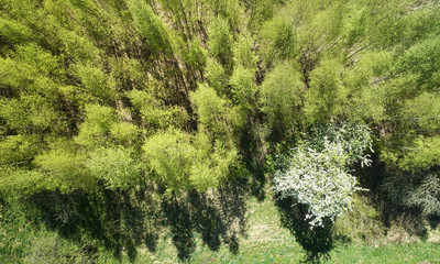 Fototapeta na wymiar Tree park with blooming flowers