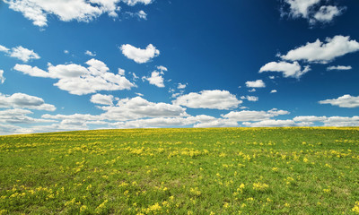 Obraz premium Green and yellow meadow