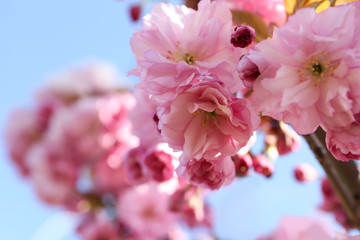 Closeup view of sakura tree with beautiful blossom outdoors. Japanese cherry