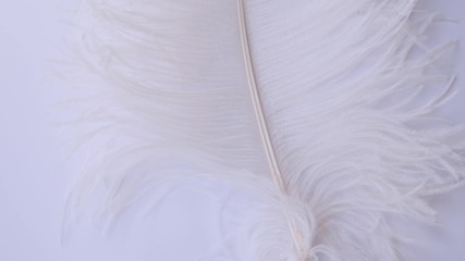 Light, delicate ostrich feather. White feather on a white