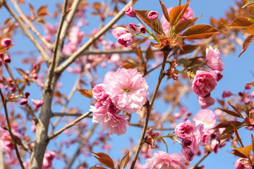 Closeup view of sakura tree with beautiful blossom outdoors. Japanese cherry