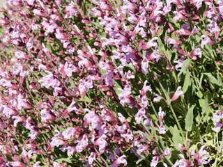Fototapeta premium Sauge vivace ou sauge des bois (Salvia nemorosa) aux fleurs à grappes terminales élancées rose foncé, feuillage oval, vert et légèrement denté