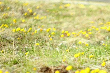 Blurred background. Yellow coltsfoot flowers on a background of dry grass. The first spring plants.