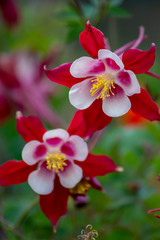 Langspornige Akelei Rose Queen (Aquilegia caerulea) in voller Blüte mit zarten Blütenblättern mit rosa Blüten und weißen Blüten blüht im Frühling und auch als Schnittblume zum Muttertag begehrt