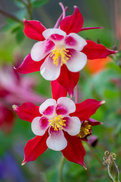 Langspornige Akelei Rose Queen (Aquilegia caerulea) in voller Bl&uuml;te mit zarten Bl&uuml;tenbl&auml;ttern mit rosa Bl&uuml;ten und wei&szlig;en Bl&uuml;ten bl&uuml;ht im Fr&uuml;hling und auch als Schnittblume zum Muttertag begehrt