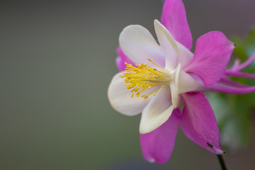 Langspornige Akelei Rose Queen (Aquilegia caerulea) in voller Blüte mit zarten Blütenblättern mit rosa Blüten und weißen Blüten blüht im Frühling und auch als Schnittblume zum Muttertag begehrt