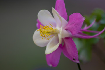 Langspornige Akelei Rose Queen (Aquilegia caerulea) in voller Blüte mit zarten Blütenblättern...
