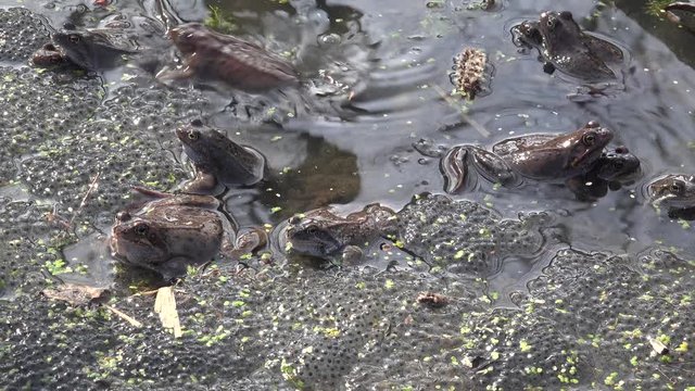 Frogs spawning in a spring pond.