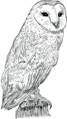 black and white polar owl bird on the tree