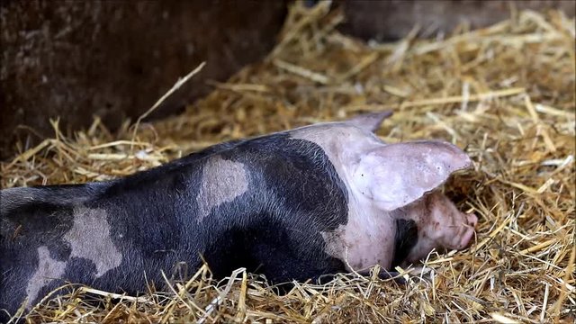 small pig lies in straw

