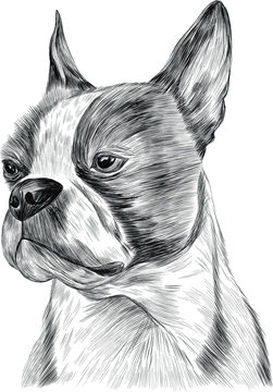 bulldog black and white portrait sketch vector