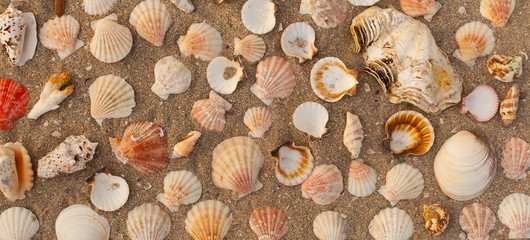 Many beautiful sea shells on the sand on the beach , top view