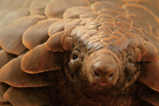 The Pangolin's Stare