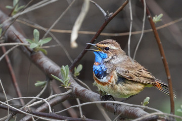 Bird - Bluethroat ( Cyanecula svecica ) sitting on a branch of a bush spring morning. Close-up.