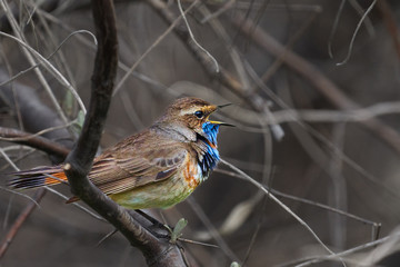 Bird - Bluethroat ( Cyanecula svecica ) sitting on a branch of a bush spring morning. Close-up.