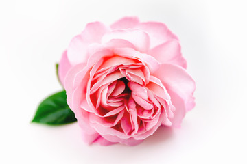 Close up of pink rose, isolated on white background.