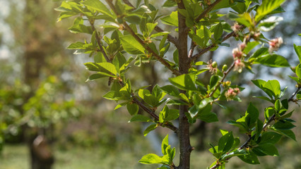 oung cherry branches on a sunny day