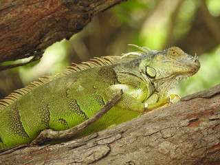 Leguan auf Ast