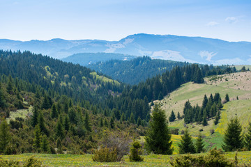Beautiful pine forests with green flowering meadows at springtime in Transylvania, Romania, Carpathian mountains.