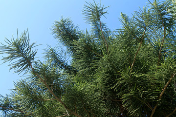Naklejka premium Norfolk island pine branches 