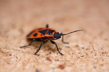 Macro close up of isolated firebug (pyrrhocoris apterus) - Germany