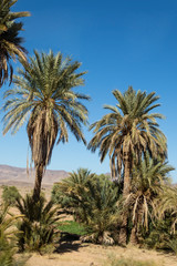 Fototapeta na wymiar Palmeral cerca de la arboleda del Dades, en Marruecos