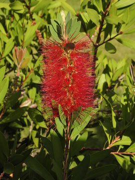 Rote Pfeifenputzer