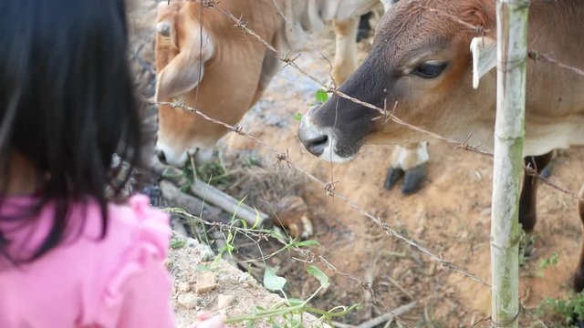 Cows being fed with fresh weeds and grasses by little baby girls - children learn about animal care, and human and animal relationships