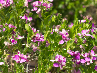 Bush with green leaves, purple flowers and a bee in sunlight