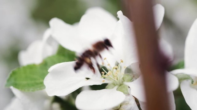 A bee pollinates white flowers of an apple tree outdoors. 4k
