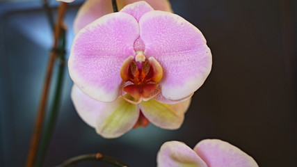 close-up of an orchid