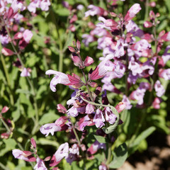 Sauge vivace ou sauge des bois (Salvia nemorosa) aux fleurs à grappes terminales élancées rose foncé, feuillage oval, vert et légèrement denté