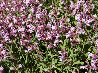 Salvia nemorosa | Sauge vivace 'Rose foncé' aux longs épis de petites fleurs roses lumineuse