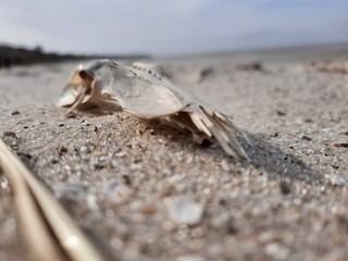 crab on the beach