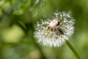 Löwenzahn mit fliegendem Samen